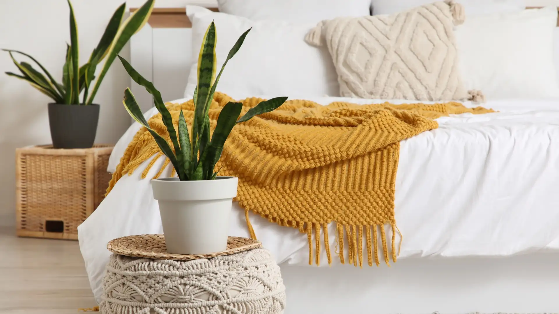 ต้นไม้ในร่ม เลี้ยงง่าย เหมาะกับวัยรุ่น